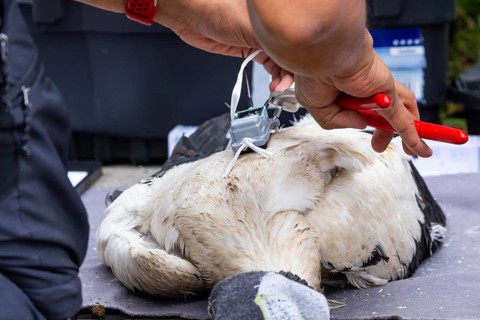 Fitting a GPS tracking device to a white stork, tagging white storks (Ciconia ciconia), Lake