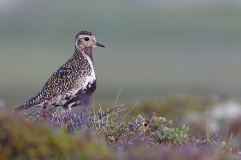 European Golden Plover (Pluvialis apricaria), Iceland