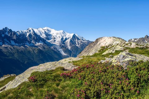 Mountain landscape with alpine roses, mountain panorama of the Mont Blanc massif with glaciated