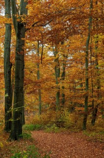 Atmosphere, autumn, tree, beech forest, trees, autumn, high size, portrait, landscape, deciduous