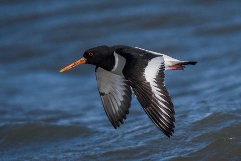 Eurasian Oystercatcher (Haematopus ostralegus) flying, Schleswig-Holstein, Germany