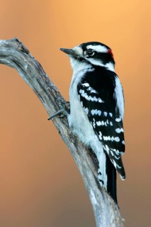 Animals, birds, bird, woodpecker, Downy Woodpecker, (Picoides pubescens), Michigan, USA, Michigan,