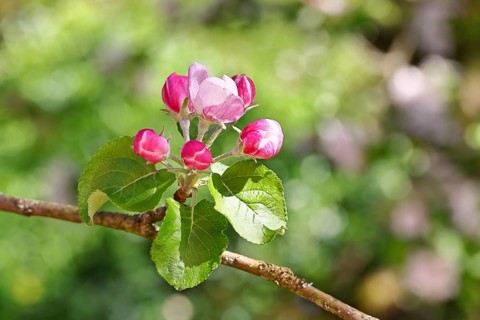Apple blossoms (Malus), red, still unopened blossoms, bokeh in the background, close-up, spring,