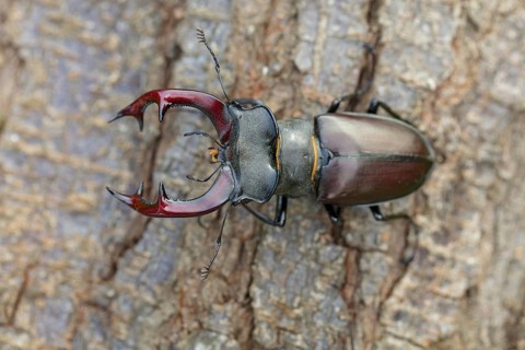 Stag beetle, (Lucanus cervus), insects, animals Neuhofen, garden, Rhineland-Palatinate, Germany