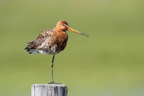Black-tailed godwit (Limosa limosa), Ochsenmoor, Dümmer, Lemförde, Lower Saxony, Germany
