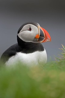 Portrait of a puffin (Fratercula arctica) on a cliff at Látrabjarg, a bird colony in north-west