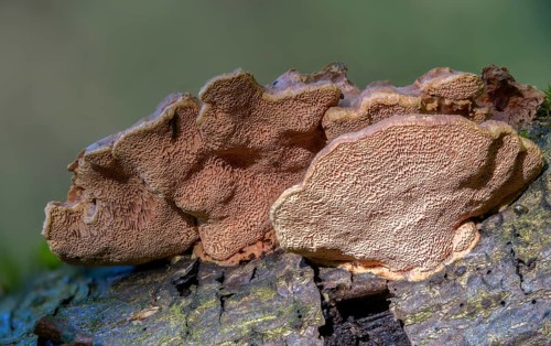Hapalopilus nidulans, Hapalopilus rutilans, cinnamon-colored soft porling, cinnamon bracket, fungi,