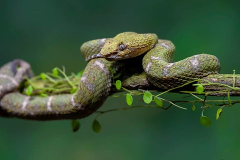 Griffin-tailed lance adder (Bothriechis schlegelii), green variety, sitting on a branch, Heredia