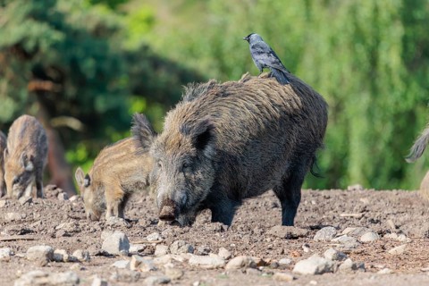 A western jackdaw (Coloeus monedula) sits on the back of a female wild boar (Sus scrofa) on a sunny