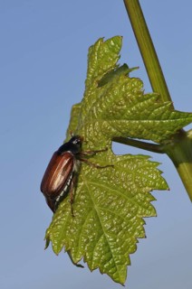 Animals, insects, May beetles, beetles, Melolantha melolantha