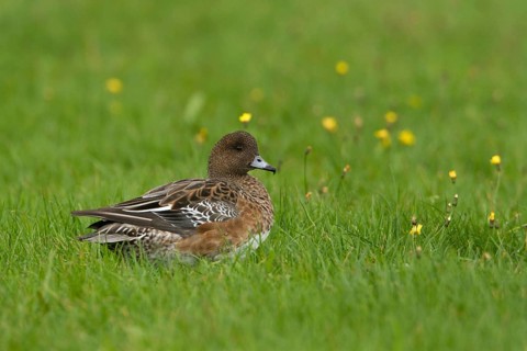 Eurasian Wigeon (Mareca penelope) female, Texel, Netherlands