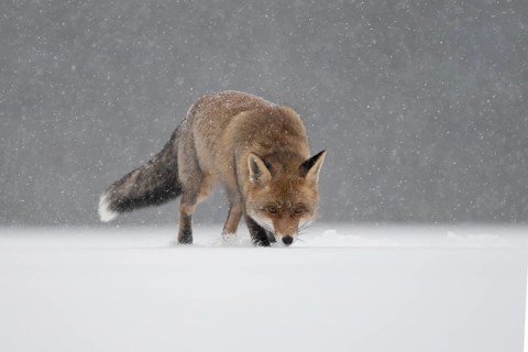 Red fox in the snow, Steinborn, Rhineland-Palatinate, Germany