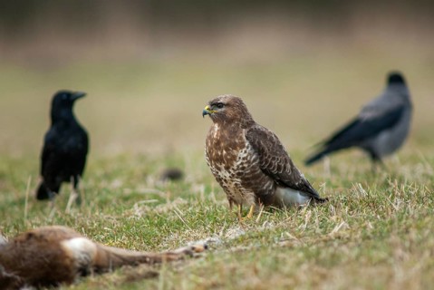 Accipitriformes, buzzard, buteo buteo, buzzard, buzzard, birds, fallen game, birds of prey, leo,