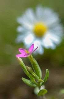 Centaurium pulchellum, gentian growths, gentianaceae, small millionaury, dainty millennial herb,
