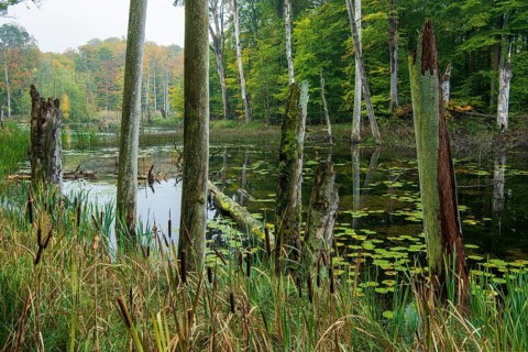 Schweingartensee in the UNESCO World Heritage Site Beech Forest Serrahn, Serrahn, Carpin,