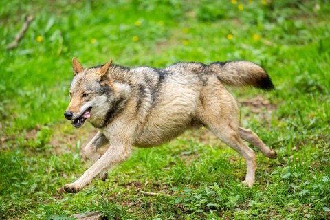 European gray wolf (Canis lupus lupus) on a meadow, Germany