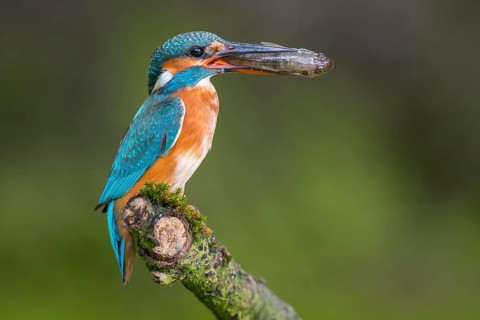 A kingfisher (Alcedo atthis) on its perch with a fish it has caught, Naarden, North Holland, the
