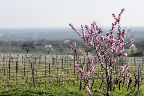 Almond blossom (Prunus dulcis), Rhineland-Palatinate, Germany