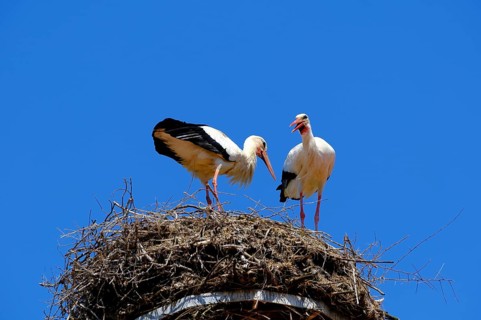 White storks (Ciconia ciconia), stork, pair of storks at their nest, nest, blue sky