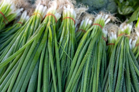 Bundles of fresh spring onions tied with red bands, laid out for sale at a market