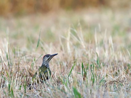 Green Woodpecker (Picus viridis), young bird on a mown meadow, Solms, Hesse, Germany