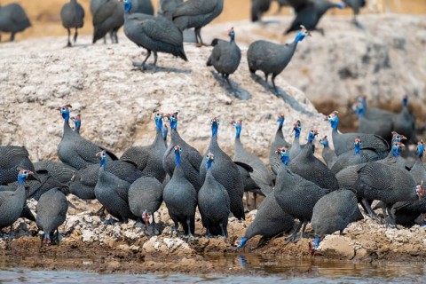 Helmeted guinea fowl (Numida meleagris), flock at the waterhole, Nxai Pan National Park, Botswana