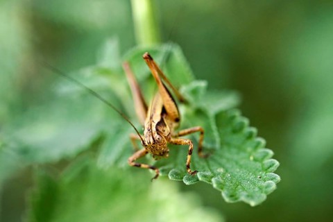 Dark bush-cricket (Pholidoptera griseoaptera), Meienberg, Canton of Aargau, Switzerland
