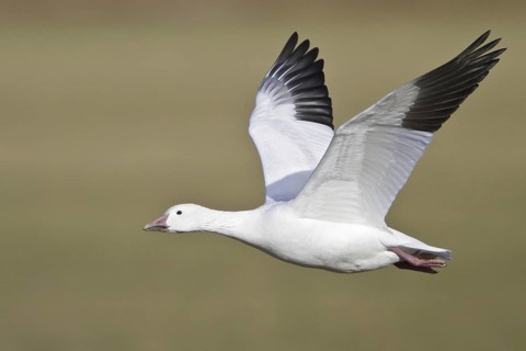 Snow Goose (Anser caerulescens) flying, New Mexico, USA