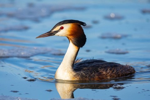 Great Crested Grebe (Podiceps cristatus) Germany