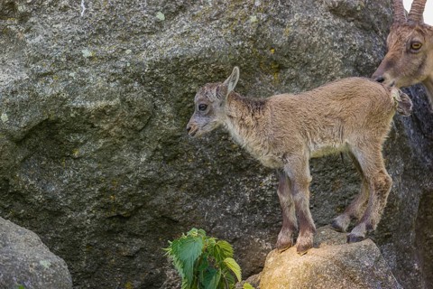 One baby ibex (Capra ibex) stands on a rock