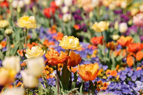 A flowerbed with blooming tulips (Tulipa) and pansies (Viola), Baden-Württemberg, Germany