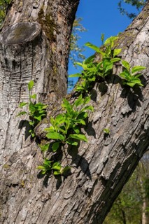 Close-up of new branches with leaves growing on Malus mandshurica - Apple tree trunk in spring,