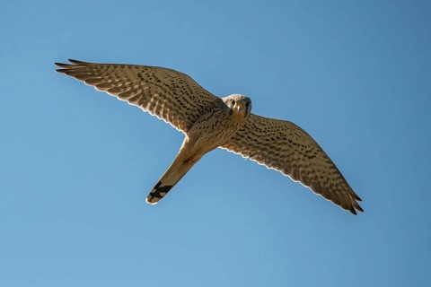 Falco tinnunculus, Common Kestrel, kestrel, birds, falconiformes, falcons, flying, flight, birds of