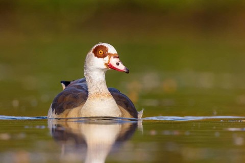 Egyptian Goose (Alopochen aegyptiaca), North Rhine-Westphalia, Germany
