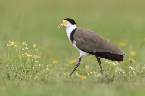 Masked Lapwing (Vanellus miles), Tasmania, Australia