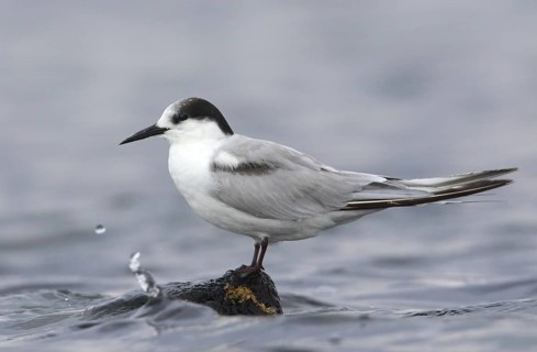 Common Tern-longipennis (Sterna hirundo longipennis), Victoria, Australia