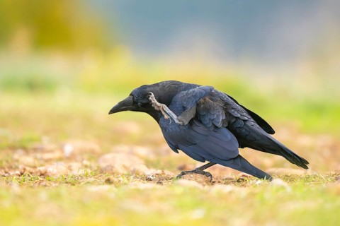 Common raven (Corvus corax) on a meadow in autumn, Pyrenees, Catalonia, Spain