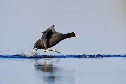 A coot (Fulica atra) walking across the water, North Rhine-Westphalia, Germany