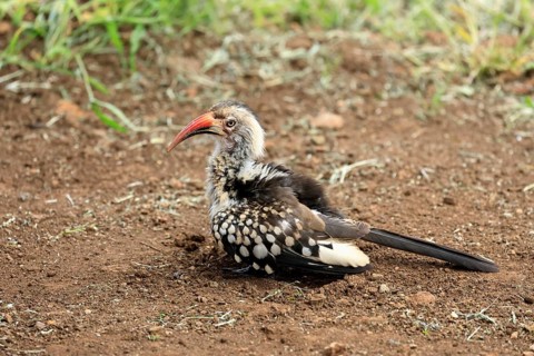 Mopanetoko (Tockus rufirostris), Southern Red-billed Hornbill, adult, on the ground, sand bath,