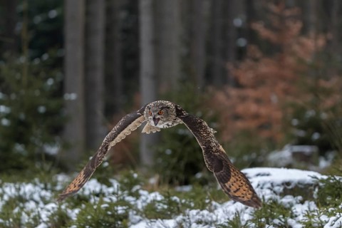 One Eurasian Eagle Owl, Bubo bubo, flying thru a forest with snow on the ground
