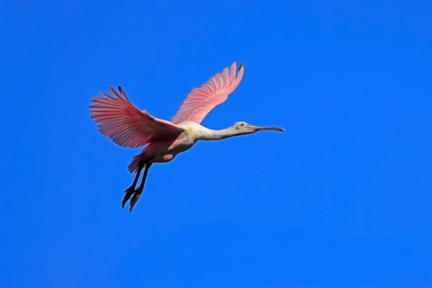 Roseate spoonbill (Platalea ajaja), adult, flying, St. Augustine, Florida, North America, USA