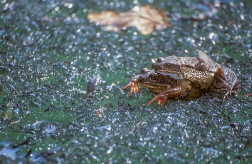 Common frog, common frog, rana temporaria, amphibians, amphibians, ice, frog, frogs, ice,