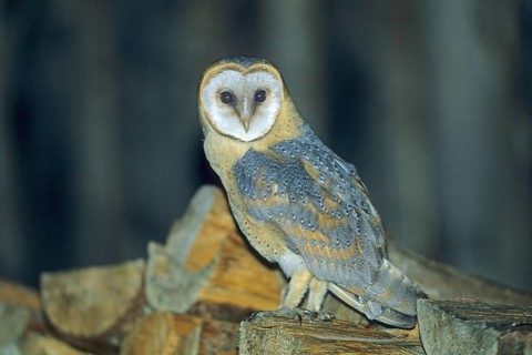Animal Animals Bird Birds Owl Owls Owl Bird Barn Owl Bird of prey (Tyto alba) Germany