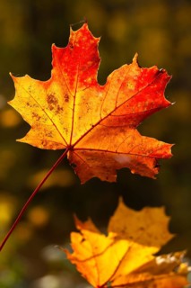Acer platanoides, aceraceae, maple family, autumn colors, Norway maple, pointed maple, pointed
