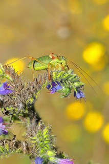 Steppe saddle grasshopper (Ephippiger ephippiger), Male, in a vineyard, on Viper's bugloss (Echium