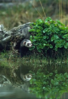 Carnivora, polecat, mustela putorius, polecat, predators, high size, portrait format, mammals,