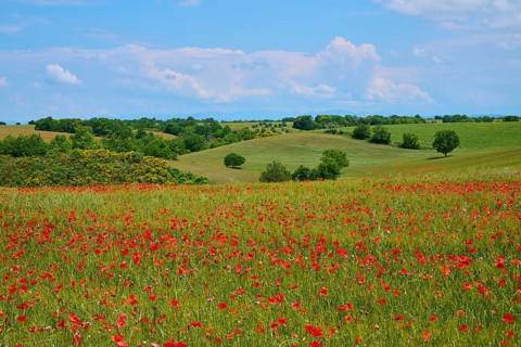 Flower meadow with poppies (Papaver), in the background trees, green fields and a slightly overcast