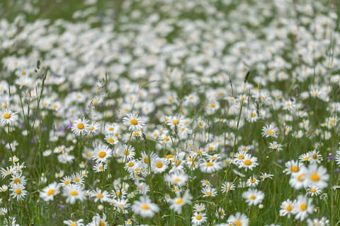 Asteraceae, daisy, leucanthemum vulgare, daisy, flower meadow, blooming meadow, dog daisy, flora,