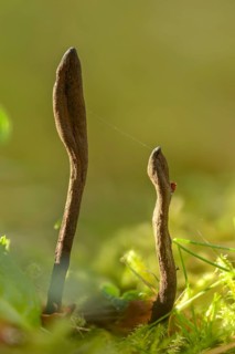 Hairy earth tongue, earth tongue, common earth tongue, rough haired earth tongue, trichoglossum