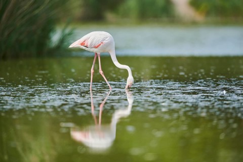 Greater Flamingo (Phoenicopterus roseus) walking in the water, Parc Naturel Regional de Camargue,